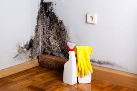 Brimfield, OH Mold Removal Services Company